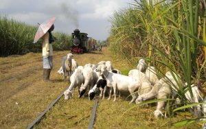 Mallet Lok auf einer Zuckerrohrplantage in Java. Grasende Schafe auf den Schienen.